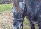Welsh Pony - Horse for Sale in St. Williams, ON N0E 1P