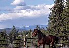 Warmblood - Horse for Sale in Armstrong, BC V0e1b4
