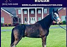 Tennessee Walking - Horse for Sale in TYNER, KY 40486