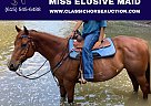 Tennessee Walking - Horse for Sale in Fayetteville, AR 72701