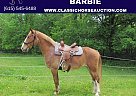 Missouri Fox Trotter - Horse for Sale in Troy, MO 63379