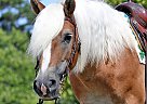 Haflinger - Horse for Sale in Los Angeles, CA 90012