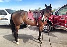 Paint - Horse for Sale in Pleasant Grove, UT 84062