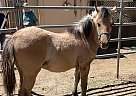 Mustang - Horse for Sale in Alpine, CA 91901