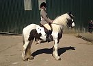 Gypsy Vanner - Horse for Sale in Yorkshire,  s752ry