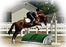 Thoroughbred - Horse for Sale in Live Oak, CA 