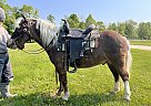 Miniature - Horse for Sale in Vermontville, MI 49096
