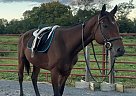Thoroughbred - Horse for Sale in Kearneysville, WV 25430