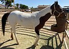 Paint - Horse for Sale in Glendale, AZ 85306