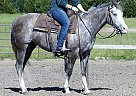 Quarter Horse - Horse for Sale in Florence, AL 35630