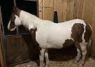 Paint - Horse for Sale in Ivor, VA 23866