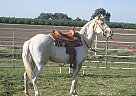 Paint - Horse for Sale in Tulare, CA 