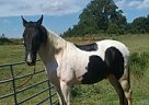 Tennessee Walking - Horse for Sale in Ocoee, TN 37361