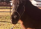 Pony - Horse for Sale in Chandler, AZ 85226