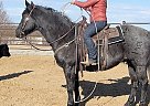 Quarter Horse - Horse for Sale in Houston, TX 77077