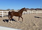 Arabian - Horse for Sale in Lake Havasu City, AZ 86403