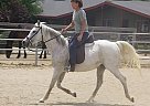 Half Arabian - Horse for Sale in Fresno, CA 