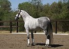 Andalusian - Horse for Sale in Nevada, NV 50201