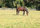 Thoroughbred - Horse for Sale in Chesapeake, VA 23323