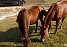Half Arabian - Horse for Sale in Nashville, GA 31639