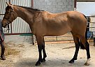 Irish Draught - Horse for Sale in LEWISBERRY, KY 17339-88
