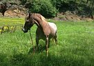 Welsh Pony - Horse for Sale in Fort Montgomery, NY 10922