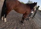 Mustang - Horse for Sale in Three points, AZ 85736
