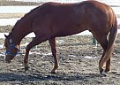Quarter Horse - Horse for Sale in Eaton Rapids, MI 48827