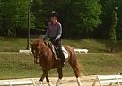 Welsh Pony - Horse for Sale in Monroe, GA 30655