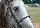Quarter Horse - Horse for Sale in Winder, GA 