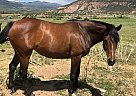 Thoroughbred - Horse for Sale in Clifton, CO 81520