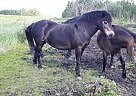 Exmoor Pony - Horse for Sale in Grimshaw, AB T0H 1W0