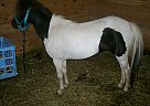 Miniature - Horse for Sale in Gowen, MI 49326
