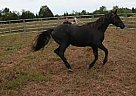 Arabian - Horse for Sale in Fitzpatrick, AL 