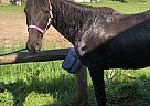 Paso Fino - Horse for Sale in Casnovia, MI 49318