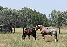 Draft - Horse for Sale in Hungary,  