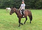 Standardbred - Horse for Sale in Quakertown, PA 18951