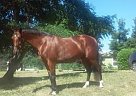 Hungarian - Horse for Sale in Graham, WA 98387