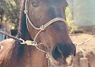 Appendix - Horse for Sale in Simi Valley, CA 93065