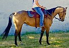 Quarter Horse - Horse for Sale in Waurika, OK 73573