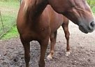 Morgan - Horse for Sale in Rutland, VT 05701