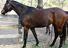 Dutch Warmblood - Horse for Sale in Montgomery, TX 