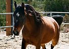 Half Arabian - Horse for Sale in Acton, CA 93510