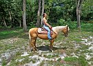 Quarter Horse - Horse for Sale in Lecanto, FL 34461