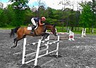 Warmblood - Horse for Sale in Saugerties, NY 12477