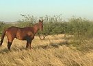 Thoroughbred - Horse for Sale in San Tan Valley, AZ 85140