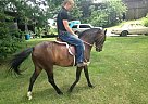 Quarter Pony - Horse for Sale in Lancaster, PA 17601