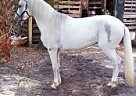 Paso Fino - Horse for Sale in Tampa, FL 33617