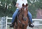 Tennessee Walking - Horse for Sale in Shingle Springs, CA 