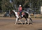 Tennessee Walking - Horse for Sale in Lincoln, CA 